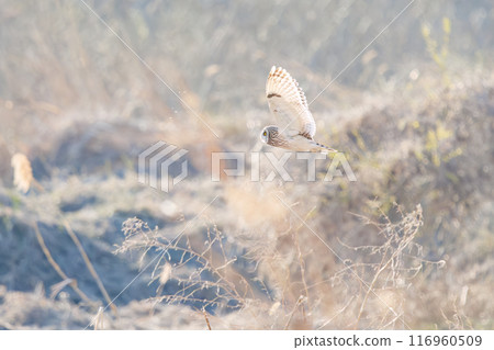 黃昏時分,一隻美麗的短耳鴞(鴞科)飛過蘆葦床捕獵。 埼玉縣鴻巢市荒川河床 2024 黃昏時分,一隻美麗的短耳鴞(鴞科)飛過蘆葦床捕獵。 埼玉縣鴻巢市荒川河床 2024 116960509