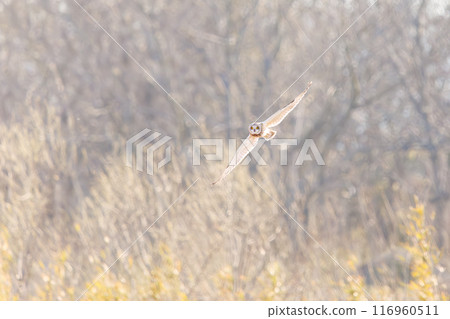 A beautiful short-eared owl (family Strigidae) flying over the reeds at dusk for hunting. Arakawa riverbed, Konosu city, Saitama prefecture 2024 116960511