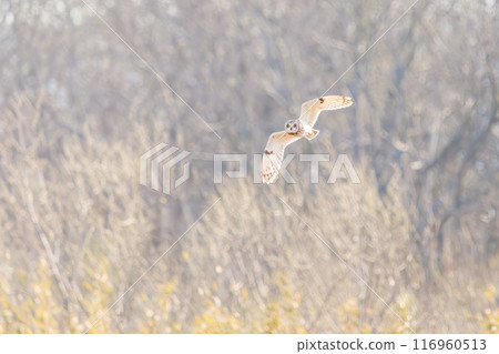 A beautiful short-eared owl (family Strigidae) flying over the reeds at dusk for hunting. Arakawa riverbed, Konosu city, Saitama prefecture 2024 116960513