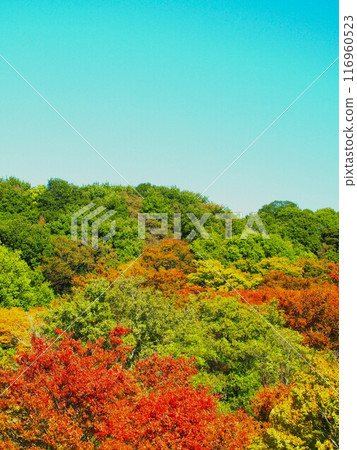 秋天的黃葉和秋葉森林景觀 秋天的黃葉和秋葉森林景觀 116960523