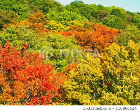 秋天的黃葉和秋葉森林景觀 116960524