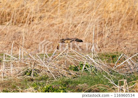 A beautiful short-eared owl (family Strigidae) leaping onto a perch in a reed bed at dusk. Arakawa riverbed, Konosu city, Saitama prefecture - 2024 116960534