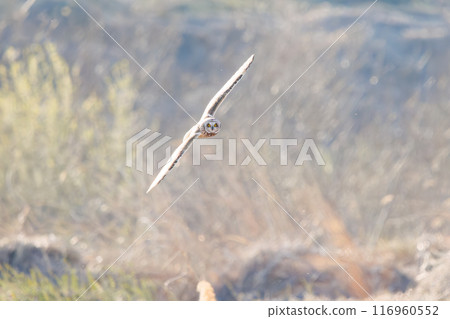 A beautiful short-eared owl (family Strigidae) flying over the reeds at dusk for hunting. Arakawa riverbed, Konosu city, Saitama prefecture 2024 116960552