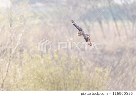 A beautiful short-eared owl (family Strigidae) flying over the reeds at dusk for hunting. Arakawa riverbed, Konosu city, Saitama prefecture 2024 116960556