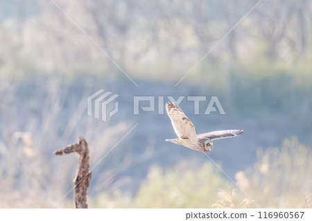 A beautiful short-eared owl (family Strigidae) flying over the reeds at dusk for hunting. Arakawa riverbed, Konosu city, Saitama prefecture 2024 A beautiful short-eared owl (family Strigidae) flying over the reeds at dusk for hunting. Arakawa riverbed, Konosu city, Saitama prefecture 2024 116960567