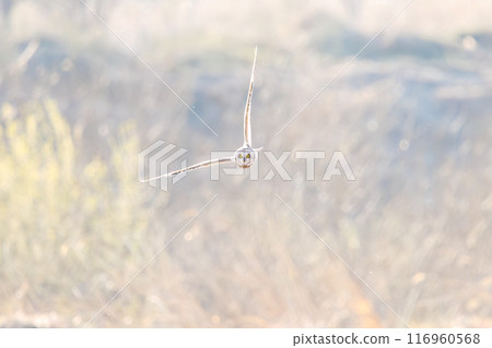 A beautiful short-eared owl (family Strigidae) flying over the reeds at dusk for hunting. Arakawa riverbed, Konosu city, Saitama prefecture 2024 116960568