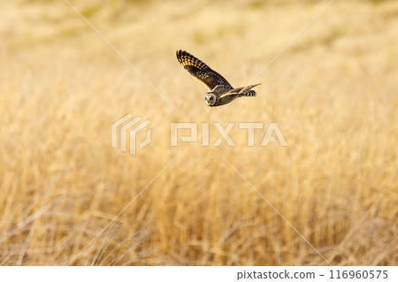 A beautiful short-eared owl (family Strigidae) flying over the reeds at dusk for hunting. Arakawa riverbed, Konosu city, Saitama prefecture 2024 116960575
