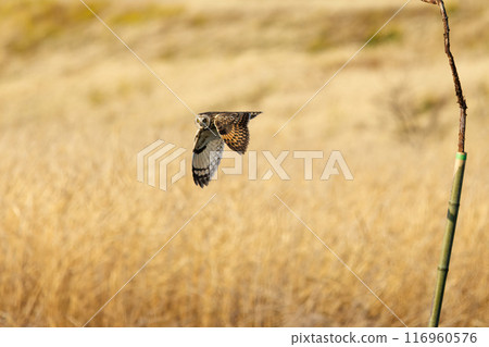黃昏時分,一隻美麗的短耳鴞(鴞科)飛過蘆葦床捕獵。 埼玉縣鴻巢市荒川河床 2024 黃昏時分,一隻美麗的短耳鴞(鴞科)飛過蘆葦床捕獵。 埼玉縣鴻巢市荒川河床 2024 116960576
