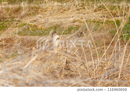A beautiful short-eared owl (family Strigidae) diving into the reeds at dusk to hunt. 202, Konosu City, Saitama Prefecture 116960608