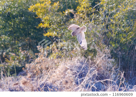 A beautiful short-eared owl (family Strigidae) diving into the reeds at dusk to hunt. 202, Konosu City, Saitama Prefecture 116960609