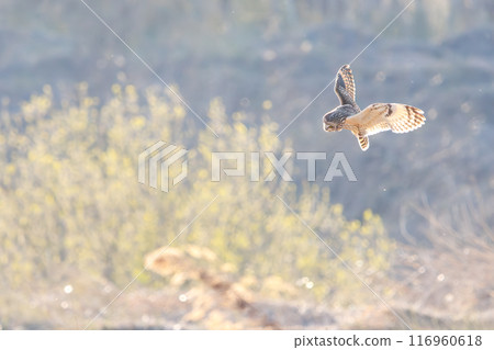 A beautiful hovering short-eared owl (family Strigidae). Arakawa riverbank, Konosu City, Saitama Prefecture - March 2024 116960618