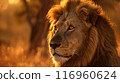 Lion KinG 116960624