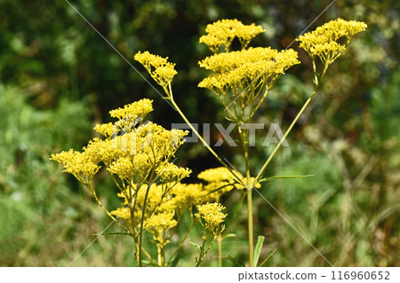 Ominae (maro flower) 116960652