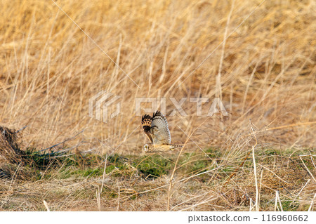 A beautiful short-eared owl (family Strigidae) flies out from the reeds at dusk. Arakawa riverbed, Konosu City, Saitama Prefecture - March 2024 A beautiful short-eared owl (family Strigidae) flies out from the reeds at dusk. Arakawa riverbed, Konosu City, Saitama Prefecture - March 2024 116960662