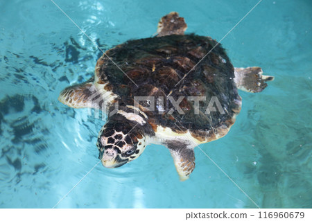 Loggerhead turtle Loggerhead turtle 116960679