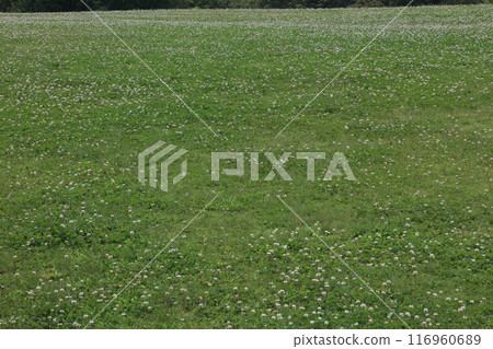 White clover on the lawn of the National Sanuki Manno Park White clover on the lawn of the National Sanuki Manno Park 116960689
