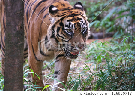 夏季橫濱動物園Zoorasia蘇門答臘虎叢林之王的風格 116960718
