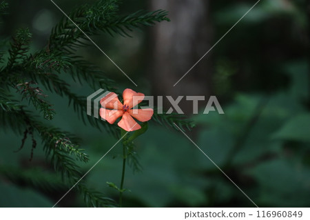 The vibrant flowers of the Japanese quince blooming in the forest 116960849