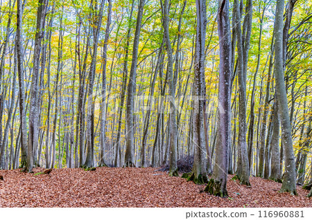 新潟秋季森林 116960881