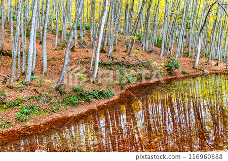 新潟秋季森林 116960888