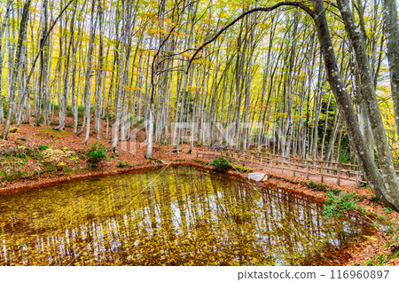 Autumn Beauty Forest in Niigata Autumn Beauty Forest in Niigata 116960897