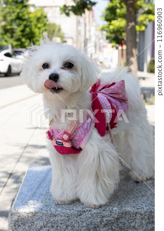 Maltese 116960903