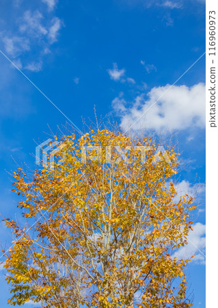 A blue sky on the autumnal leaves 116960973