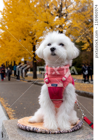 一排銀杏樹上的狗 一排銀杏樹上的狗 116960974