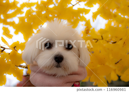 秋天色彩和wanko 116960981