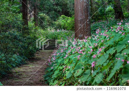 Iwakuji Temple 116961078