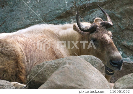 Summer Yokohama Zoo Zoorasia Golden Takin on the rocks Summer Yokohama Zoo Zoorasia Golden Takin on the rocks 116961092