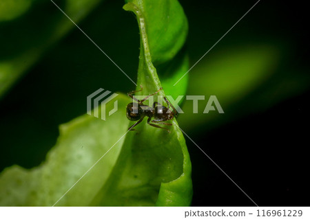 Ants and aphids on the branches of a tree. Macr 116961229