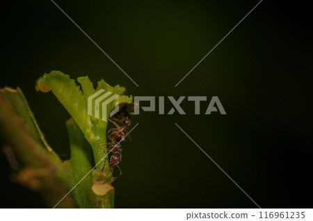Ants and aphids on the branches of a tree. Macr 116961235