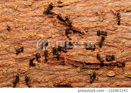 Ants and aphids on the branches of a tree. Macr Ants and aphids on the branches of a tree. Macr 116961241