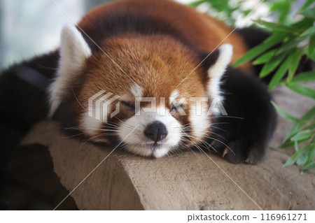 夏季橫濱動物園Zoorasia 小熊貓的午睡 116961271