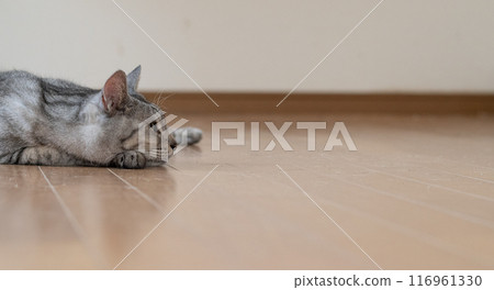 一隻貓躺在地板上的凝視，鯖魚虎斑貓 116961330