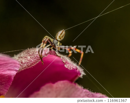 Flower crab spider on lurking on flower petals Flower crab spider on lurking on flower petals 116961367
