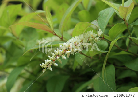 The flower of the Japanese laurel is blooming The flower of the Japanese laurel is blooming 116961378