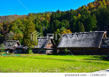 Autumn Shirakawa-go Ogimachi district Autumn Shirakawa-go Ogimachi district 116961437