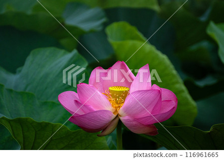 盛開的蓮花素材 盛開的蓮花素材 116961665