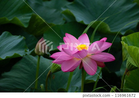 盛開的蓮花素材 116961672