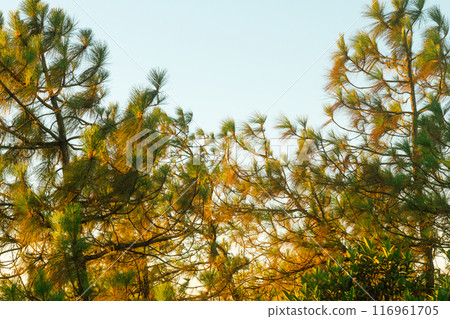 Close up green pine tree Close up green pine tree 116961705