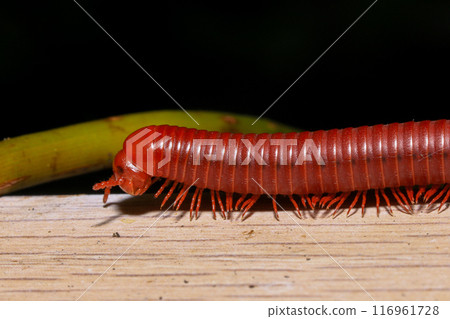 Close up of a millipede on a branch 116961728