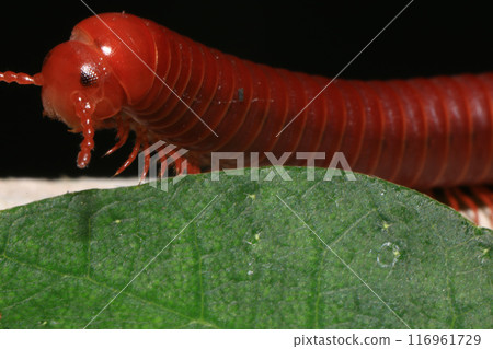 Close up of a millipede on a branch Close up of a millipede on a branch 116961729