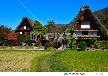 秋天的白川鄉荻町地區 秋天的白川鄉荻町地區 116961770