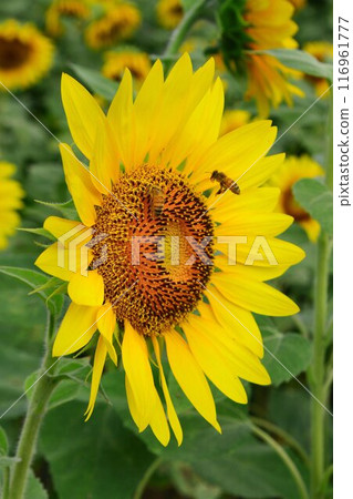 Blooming in the midsummer sun... Sunflowers at Himawari Hiroba Blooming in the midsummer sun... Sunflowers at Himawari Hiroba 116961777