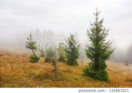 fir trees on a meadow down the hill to coniferous forest in foggy carpathian mountains of Romania fir trees on a meadow down the hill to coniferous forest in foggy carpathian mountains of Romania 116961821