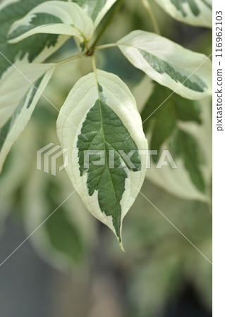 Wedding cake tree 116962103