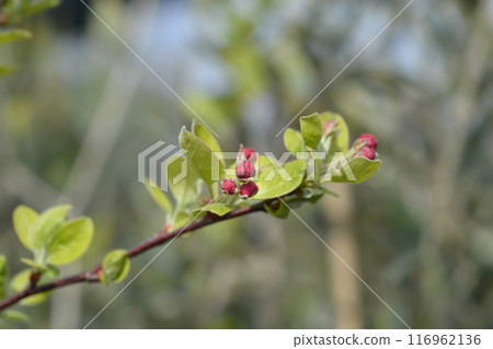 Crab apple Evereste Crab apple Evereste 116962136