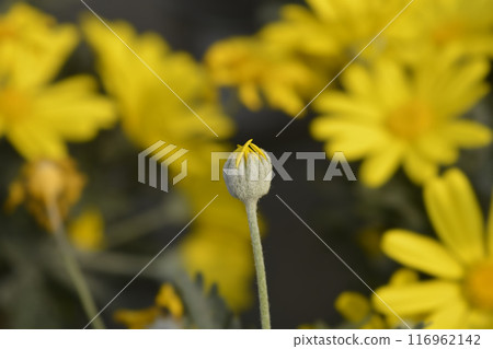 Gray-leaf eurypos Gray-leaf eurypos 116962142